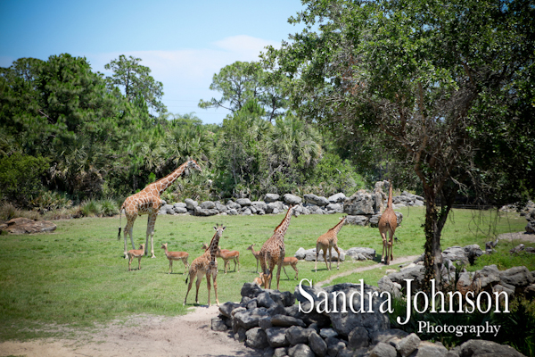 Best Brevard Zoo wedding photographer - Sandra Johnson (SJFoto.com)
